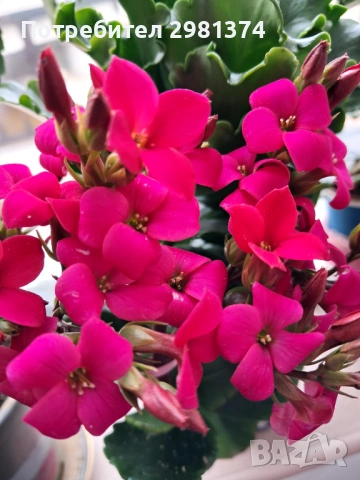 Каланхое(Голямо)