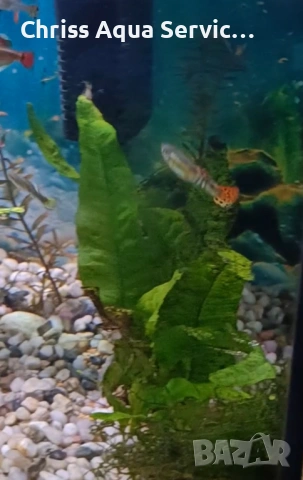 Качествени Гупи от собствена селекция гр. Бургас