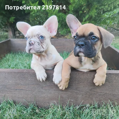Френски булдог Женски 
