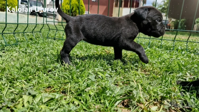 продавам кученца кане корсо , снимка 3 - Кане корсо - 54979573