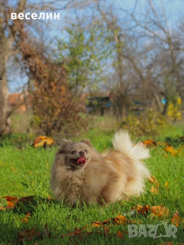 Продавам померан, снимка 2 - Померан - 54021833