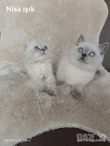 побързайте з да си спинкате с тях в Хасково, снимка 3 - Британска късокосместа - 54004063