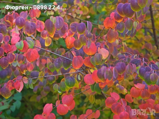 Карамелено дърво (Японска кацура) – Cercidiphyllum japonicum, снимка 2 - Разсади - 54934243