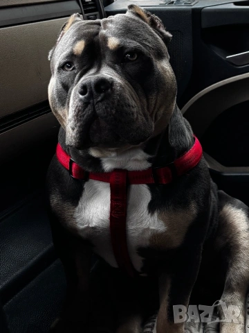 Американско Були ,,Покет)’