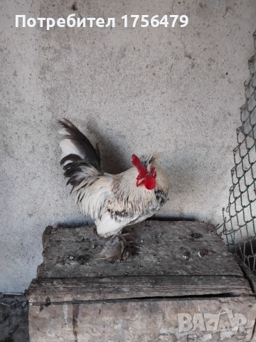 Бреговски петлета 