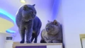 Британска късокосместа котка / British shorthair cat, снимка 9