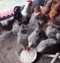Разплодни яйца от Катунска Сребърна , снимка 3