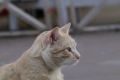 Обектив Canon FD 135mm f/3.5 S.C. за Canon FD байонет, снимка 8