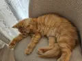 Продавам полуперсийско коте, снимка 5