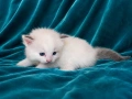 Регдол коте , снимка 4
