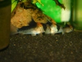 Сомче, сомче corydoras duplicareus, снимка 2