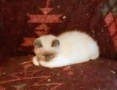 Котета Британска късокосместа , снимка 6