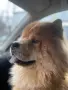 Момчето търси приятелка , снимка 2