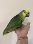 Ръчно хранена Синьочела Амазона, снимка 1