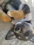 Подаряване на малко кученце , снимка 2