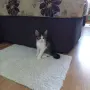 Подарявам мъжко котенце, снимка 2
