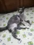 Женска котка от Перник търси дом, снимка 6