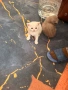 Британски късокосместа и шотландски клепоух, снимка 1