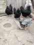 Сребърно кантиран виндот, снимка 4