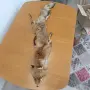 кожа от лисица/лисиче кожа 120см, снимка 3