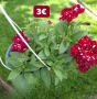 Петунии в кошници, снимка 5