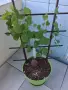 Dioscorea elephantipes и Dioscorea Sylvatica, снимка 1