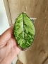 Хоя Crassipetiolata splash small leaves, снимка 1