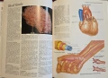Атлас по анатомия / Atlas of Anatomy, снимка 7