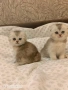 Шотландски котки , сребърна чинчила, колорпойнт, дългокосместо шотландско коте , снимка 1