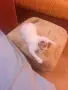 Малки  Котета момиченца, снимка 5