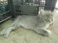 подарявам малки котенца, снимка 3