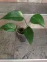 Продавам различни цветя, снимка 4