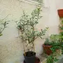 ароматен жасмин студоустойчив вечно зелен , снимка 2