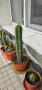 Trichocereus Peruvianus / San Pedro / Кактус, снимка 1