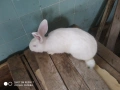 Заек цика, снимка 2