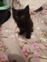 Мъжко котенце търси дом, снимка 4