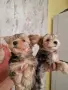 Мъжки йоркита промоция до неделя, снимка 1