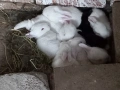 Зайци , снимка 1