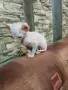 котенца Канадски сфинкс и Елф, снимка 5