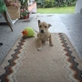  dog for adoption.Търсим осиновител на малко женско куче, снимка 1