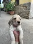 Кокер Шпаньолчета, снимка 2