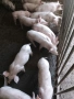 продавам малки прасета , снимка 2