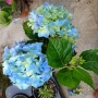 хортензия , снимка 2