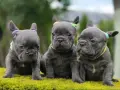 Сини френски булдог налични мъжки и женски, снимка 2
