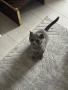Шотландски клепоухи, снимка 1