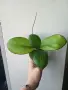 Хоя, hoya Nathalie, снимка 4