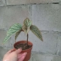 Бегония , снимка 3