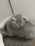 Британска късокосместа и шотландски клепоухи котенца , снимка 18