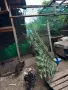 чифт индийски пауни, снимка 6