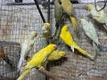 продавам малки александри, снимка 1
